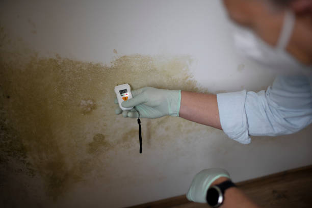 Best White Mold Remediation in Galva, IL