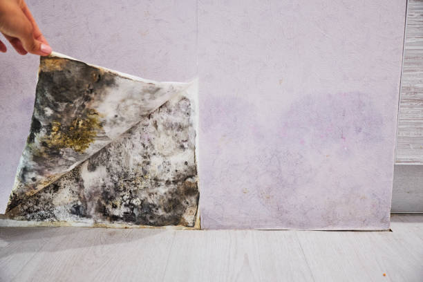 Professional Mold Remediation in Galva, IL